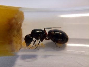 Новые жители - Camponotus Ligniperda со Святого озера