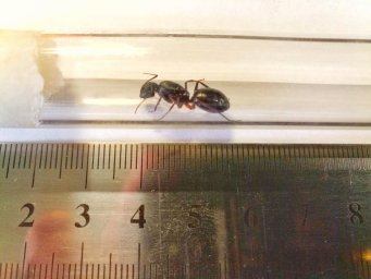 Прибыла долгожданнная Camponotus fellah