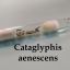Cataglyphis aenescens (степной бегунок)